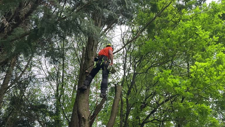 Professional  Tree Services in Rowland Heights, CA